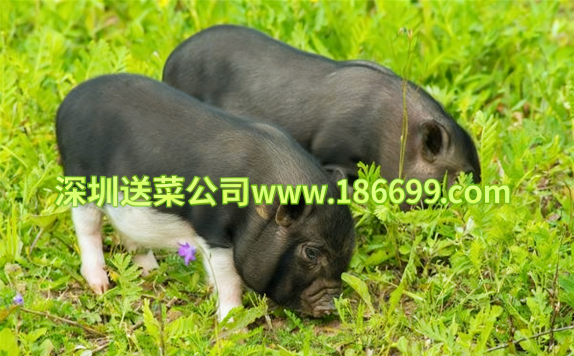 深圳送菜公司分享：冬季養(yǎng)豬增肥秘籍