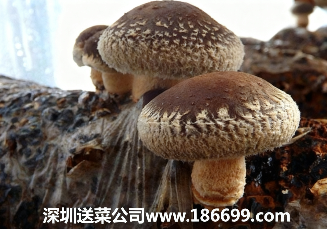 新手種香菇必看：大白話講透成本利潤(rùn)+種植步驟，賺錢(qián)不用愁。