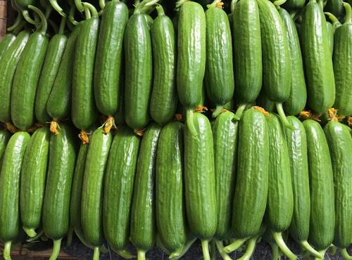 1760177226.jpg tupian_huanggua3.jpg