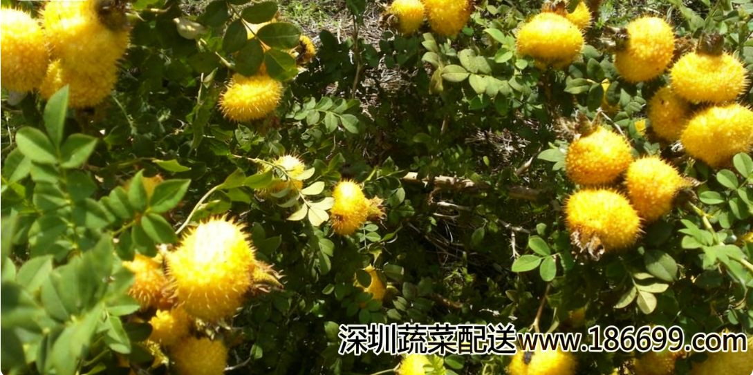 1764224106.png 微信圖片_20251127141309_1_144.png