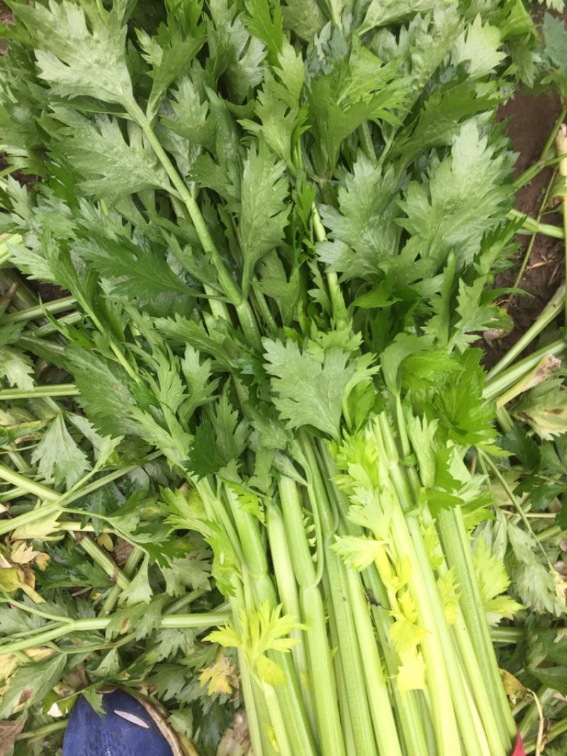 惠州生鮮蔬菜配送?中心為您科普芹菜的營(yíng)養(yǎng)價(jià)值。