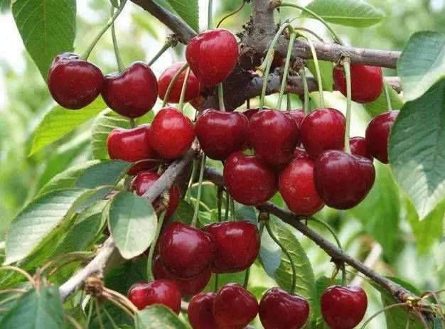 今年車?yán)遄拥膬r(jià)格和質(zhì)量受哪些因素影響？